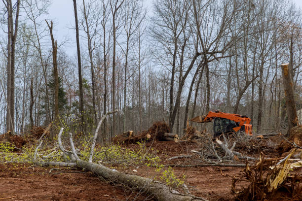 How Our Tree Care Process Works  in  Clarksville, VA